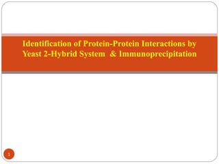 1
Identification of Protein-Protein Interactions by
Yeast 2-Hybrid System & Immunoprecipitation
 