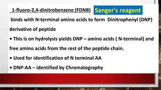 1-fluoro-2,4-dinitrobenzene (FDNB)
binds with N-terminal amino acids to form Dinitrophenyl (DNP)
derivative of peptide
• This is on hydrolysis yields DNP – amino acids ( N-terminal) and
free amino acids from the rest of the peptide chain.
• Used for identification of N terminal AA
• DNP-AA – identified by Chromatography
Sanger's reagent
 