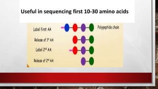 Useful in sequencing first 10-30 amino acids
 