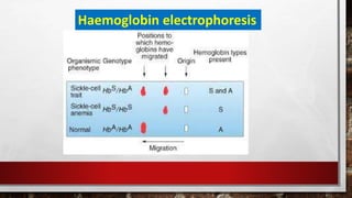 Haemoglobin electrophoresis
 