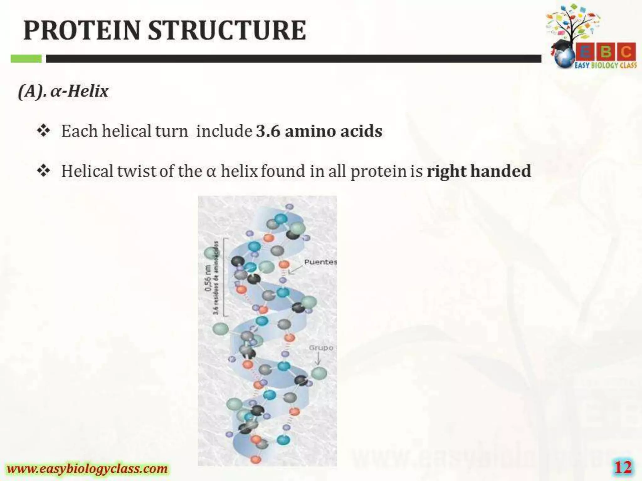 Protein structure-ppt-by-easybiologyclass | PPT