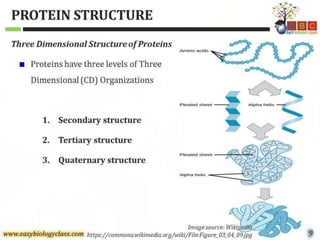 Protein structure-ppt-by-easybiologyclass | PPT