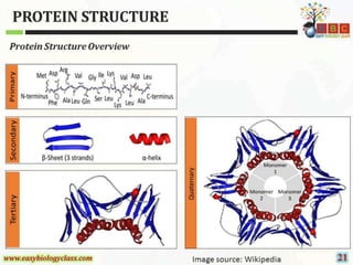 Protein-Structure-PPT