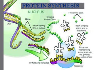 PROTEIN SYNTHESIS
 