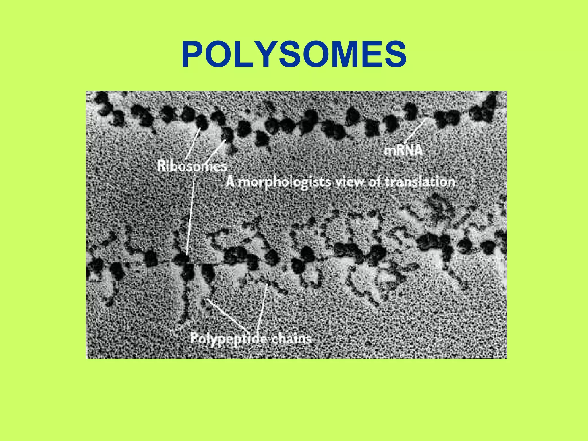 POLYSOMES 