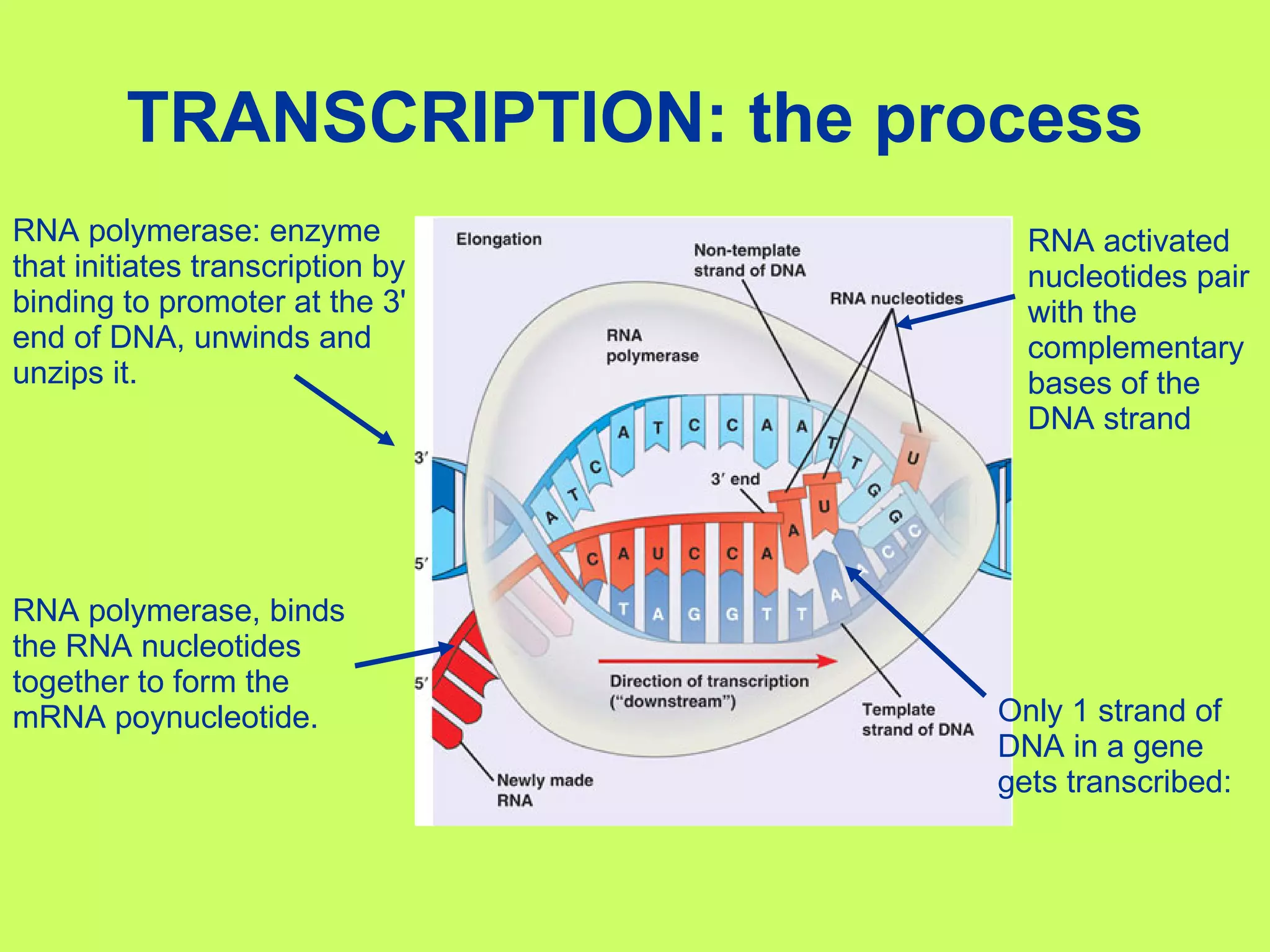 TRANSCRIPTION: the process Only 1 strand of DNA in a gene gets transcribed:  RNA polymerase: enzyme that initiates transcription by binding to promoter at the 3' end of DNA, unwinds and unzips it. RNA activated nucleotides pair with the complementary bases of the DNA strand  RNA polymerase, binds the RNA nucleotides together to form the mRNA poynucleotide. 