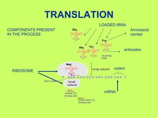 TRANSLATION LOADED tRNA RIBOSOME mRNA COMPONENTS PRESENT IN THE PROCESS anticodon Aminoacid carried codon 