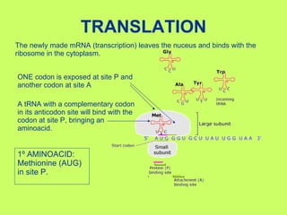 TRANSLATION The newly made mRNA (transcription) leaves the nuceus and binds with the ribosome in the cytoplasm. ONE codon is exposed at site P and another codon at site A A tRNA with a complementary codon in its anticodon site will bind with the codon at site P, bringing an aminoacid. 1º AMINOACID: Methionine (AUG) in site P. 