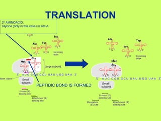 TRANSLATION 2º AMINOACID:  Glycine (only in this case) in site A. PEPTIDIC BOND IS FORMED A 
