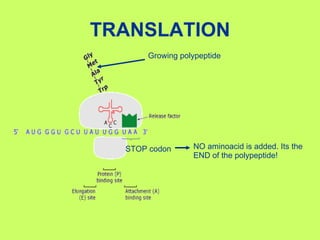 TRANSLATION STOP codon NO aminoacid is added. Its the END of the polypeptide! Growing polypeptide 