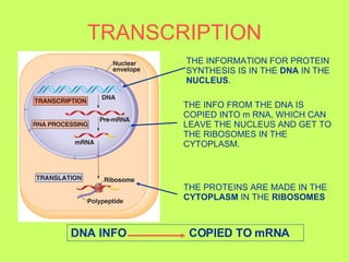 TRANSCRIPTION THE PROTEINS ARE MADE IN THE  CYTOPLASM  IN THE  RIBOSOMES THE INFO FROM THE DNA IS COPIED INTO m RNA, WHICH CAN LEAVE THE NUCLEUS AND GET TO THE RIBOSOMES IN THE CYTOPLASM. THE INFORMATION FOR PROTEIN SYNTHESIS IS IN THE  DNA  IN THE  NUCLEUS . DNA INFO  COPIED TO mRNA 