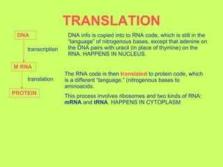 TRANSLATION DNA M RNA PROTEIN transcription DNA info is copied into to RNA code, which is still in the “language” of nitrogenous bases, except that adenine on the DNA pairs with uracil (in place of thymine) on the RNA. HAPPENS IN NUCLEUS. translation The RNA code is then  translated  to protein code, which is a different “language.” (nitrogenous bases to aminoacids.  This process involves ribosomes and two kinds of RNA:  mRNA  and  tRNA . HAPPENS IN CYTOPLASM 