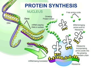 PROTEIN SYNTHESIS 