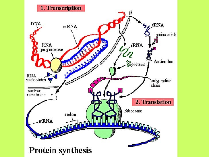 Protein Synthesis Slide 19.