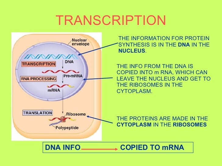 ribosomes and protein synthesis sequence of events ribosomes and protein synthesis sequence of events