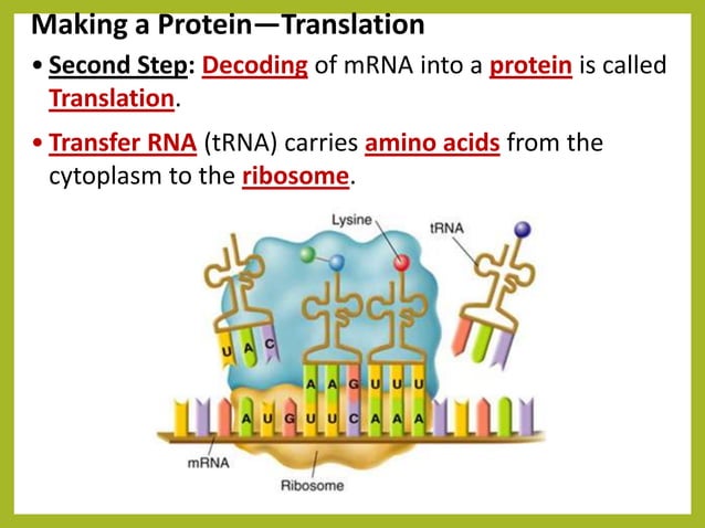 Protein-Synthesis PPTX SCIENCE10 third quarter | PPT