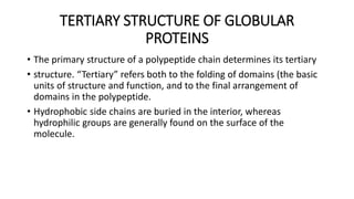 TERTIARY STRUCTURE OF GLOBULAR
PROTEINS
• The primary structure of a polypeptide chain determines its tertiary
• structure. “Tertiary” refers both to the folding of domains (the basic
units of structure and function, and to the final arrangement of
domains in the polypeptide.
• Hydrophobic side chains are buried in the interior, whereas
hydrophilic groups are generally found on the surface of the
molecule.
 