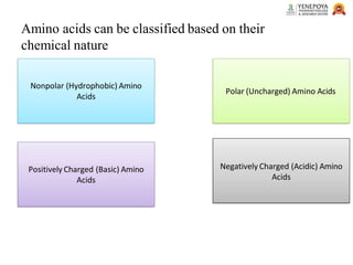 Amino acids can be classified based on their
chemical nature
Nonpolar (Hydrophobic) Amino
Acids
Polar (Uncharged) Amino Acids
Negatively Charged (Acidic) Amino
Acids
Positively Charged (Basic) Amino
Acids
 