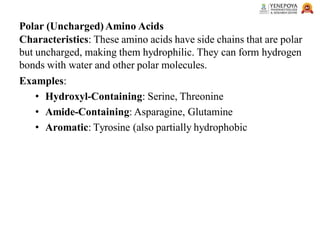 Polar (Uncharged) Amino Acids
Characteristics: These amino acids have side chains that are polar
but uncharged, making them hydrophilic. They can form hydrogen
bonds with water and other polar molecules.
Examples:
• Hydroxyl-Containing: Serine, Threonine
• Amide-Containing: Asparagine, Glutamine
• Aromatic: Tyrosine (also partially hydrophobic
 