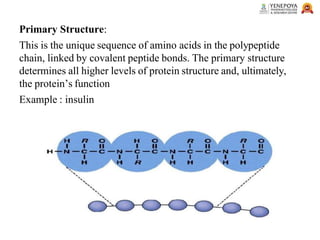 Primary Structure:
This is the unique sequence of amino acids in the polypeptide
chain, linked by covalent peptide bonds. The primary structure
determines all higher levels of protein structure and, ultimately,
the protein’s function
Example : insulin
 