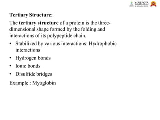 Tertiary Structure:
The tertiary structure of a protein is the three-
dimensional shape formed by the folding and
interactions of its polypeptide chain.
• Stabilized by various interactions: Hydrophobic
interactions
• Hydrogen bonds
• Ionic bonds
• Disulfide bridges
Example : Myoglobin
 