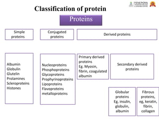 Classification of protein
Proteins
Conjugated
proteins
Derived proteins
Simple
proteins
Albumin
Globulin
Glutelin
Prolamines
Scleroproteins
Histones
Nucleoproteins
Phosphoproteins
Glycoproteins
Prophyrinoproteins
Lipoproteins
Flavoproteins
metalloproteins
Primary derived
proteins
Eg. Myosin,
fibrin, coagulated
albumin
Secondary derived
proteins
Globular
proteins
Eg, insulin,
globulin,
albumin
Fibrous
proteins,
eg, keratin,
fibrin,
collagen
 