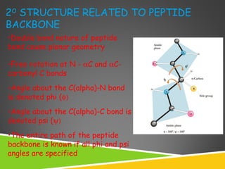 2O
STRUCTURE RELATED TO PEPTIDE
BACKBONE
•Double bond nature of peptide
bond cause planar geometry
•Free rotation at N - αC and αC-
carbonyl C bonds
•Angle about the C(alpha)-N bond
is denoted phi (φ)
•Angle about the C(alpha)-C bond is
denoted psi (ψ)
•The entire path of the peptide
backbone is known if all phi and psi
angles are specified
 
