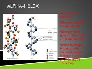ALPHA-HELIX
•Residues per
turn: 3.6
•Rise per residue:
1.5 Angstroms
•Rise per turn
(pitch): 3.6 x 1.5A
= 5.4 Angstroms
•amino hydrogen
H-bonds with
carbonyl oxygen
located 4 AA’s
away forms 13
atom loop
Right handed
helix
 