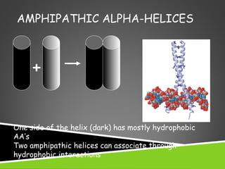 AMPHIPATHIC ALPHA-HELICES
+
One side of the helix (dark) has mostly hydrophobic
AA’s
Two amphipathic helices can associate through
hydrophobic interactions
 