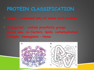 PROTEIN CLASSIFICATION
 Simple – composed only of amino acid residues
 Conjugated – contain prosthetic groups
(metal ions, co-factors, lipids, carbohydrates)
Example: Hemoglobin – Heme
 
