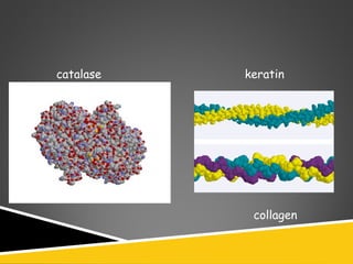 keratin
collagen
catalase
 