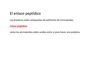 El enlace peptídicoLas proteínas están compuestas de polímeros de aminoácidos.enlace peptídicocómo los aminoácidos están unidos entre sí para hacer una proteína