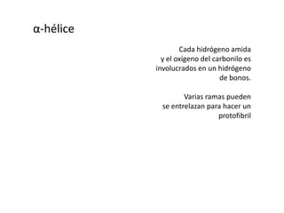 La estructura es un resultado de enlaces de hidrógeno entre los aminoácidos en la proteína.