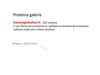 Efecto de la temperatura y el pH sobre las proteínasAmbos alterar la forma 3-D de una proteína si usted ir más allá de una gama 'normal'.proteínas desorganizado ya no actúan como destina - desnaturalizado.Ellos se agruparán - se coagula.Ejemplos - freír un huevo, HCl en el estómago