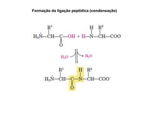 Formação da ligação peptídica (condensação)
 