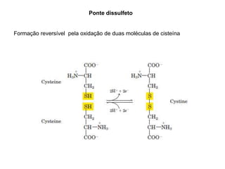 Ponte dissulfeto
Formação reversível pela oxidação de duas moléculas de cisteína
 