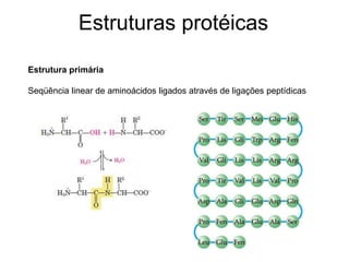 Estruturas protéicas
Estrutura primária
Seqüência linear de aminoácidos ligados através de ligações peptídicas
 