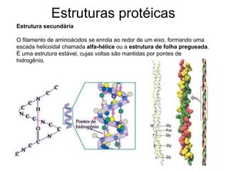 Estruturas protéicas
Estrutura secundária
O filamento de aminoácidos se enrola ao redor de um eixo, formando uma
escada helicoidal chamada alfa-hélice ou a estrutura de folha pregueada.
É uma estrutura estável, cujas voltas são mantidas por pontes de
hidrogênio.
 