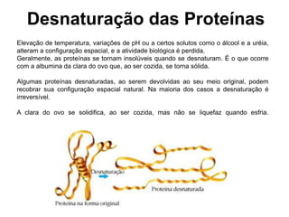 Desnaturação das Proteínas
Elevação de temperatura, variações de pH ou a certos solutos como o álcool e a uréia,
alteram a configuração espacial, e a atividade biológica é perdida.
Geralmente, as proteínas se tornam insolúveis quando se desnaturam. É o que ocorre
com a albumina da clara do ovo que, ao ser cozida, se torna sólida.
Algumas proteínas desnaturadas, ao serem devolvidas ao seu meio original, podem
recobrar sua configuração espacial natural. Na maioria dos casos a desnaturação é
irreversível.
A clara do ovo se solidifica, ao ser cozida, mas não se liquefaz quando esfria.
 