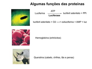 Algumas funções das proteínas
Luciferase
Luciferina
ATP
Hemoglobina (eritrócitos)
Queratina (cabelo, chifres, lãs e penas)
luciferil adenilato + PPi
luciferil adenilato + O2 ----> oxiluciferina + AMP + luz
 