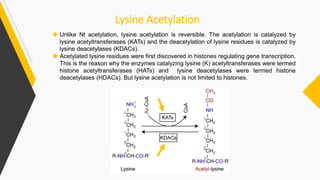 Introduction of Protein Acetylation  Slide 6