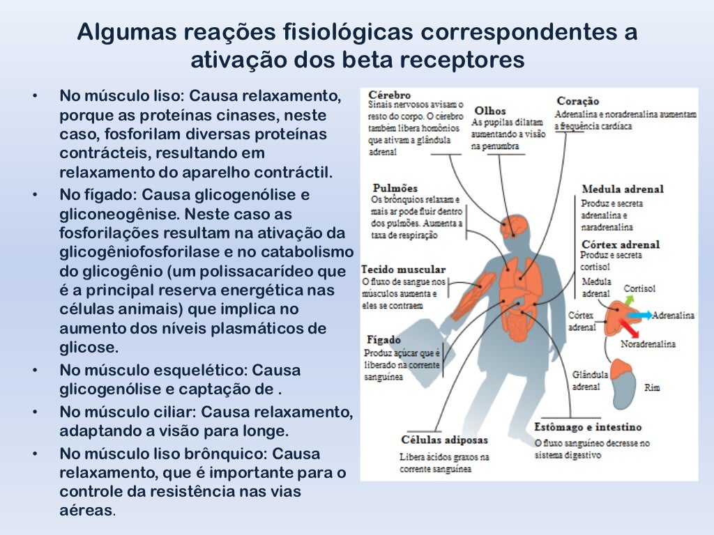 Receptores (beta)adrenérgicos