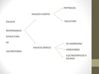 ENLACES FUERTES
ENLACES DÉBILES
PEPTÍDICOS
DISULFURO
DE HIDRÓGENO
HIDROFOBOS
ELECTROSTÁTICOS O
SALINOS
ENLACES
RESPONSABLES
ESTRUCTURA
DE
LAS PROTEÍNAS
 