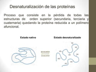 Desnaturalización de las proteínas
Proceso que consiste en la pérdida de todas las
estructuras de orden superior (secundaria, terciaria y
cuaternaria) quedando la proteína reducida a un polímero
afuncional.
 