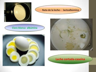 Nata de la leche - lactoalbúmina
Leche cortada-caseína
Clara blanca- albúmina
 