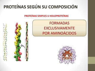 PROTEÍNAS SEGÚN SU COMPOSICIÓN
PROTEÍNAS SIMPLES U HOLOPROTEÍNAS
FORMADAS
EXCLUSIVAMENTE
POR AMINOÁCIDOS
 