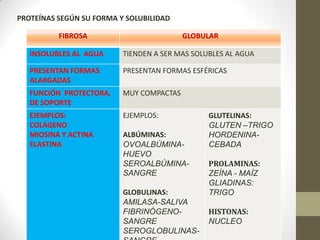 PROTEÍNAS SEGÚN SU FORMA Y SOLUBILIDAD
FIBROSA GLOBULAR
INSOLUBLES AL AGUA TIENDEN A SER MAS SOLUBLES AL AGUA
PRESENTAN FORMAS
ALARGADAS
PRESENTAN FORMAS ESFÉRICAS
FUNCIÓN PROTECTORA,
DE SOPORTE
MUY COMPACTAS
EJEMPLOS:
COLÁGENO
MIOSINA Y ACTINA
ELASTINA
EJEMPLOS:
ALBÚMINAS:
OVOALBÚMINA-
HUEVO
SEROALBÚMINA-
SANGRE
GLOBULINAS:
AMILASA-SALIVA
FIBRINÓGENO-
SANGRE
SEROGLOBULINAS-
GLUTELINAS:
GLUTEN –TRIGO
HORDENINA-
CEBADA
PROLAMINAS:
ZEÍNA - MAÍZ
GLIADINAS:
TRIGO
HISTONAS:
NUCLEO
 