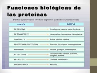 Proteinas II