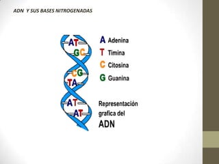 ADN Y SUS BASES NITROGENADAS
 