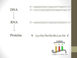 DNA
RNA
Proteína
5’-AAGGGTACCCAACATTTAGTT-3’
3’-TTCCCATGGGTTGTAAATCAA-5’
5’-AAGGGUACCCAACAUUUAGUU-3’
N Lys.Gly.Thr.Gln.His.Leu.Val C
 